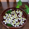 またドクダミの季節がやってきた