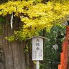 鎌倉の紅葉・黄葉