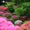 ✿根津神社 つつじまつり　ちょっと前のネタです😊