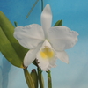 Cattleya trianae f.alba`Carlos Arango'