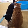 先住猫と保護猫の温度差