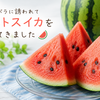 カピバラに誘われて、カットスイカ