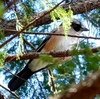 日本　文殊山のカケスとウソ