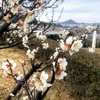 春の陽気に、総合公園から梅津寺。そして、堀江へドライブ