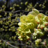 春の花　地味め　vernal flowers