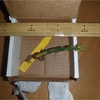 Pereskia lychnidiflora（ではなくPereskiopsis aquosaらしい）　が届いた。