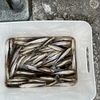 2月３日(月) 合角ダムわかさぎ釣り情報