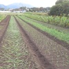 農園日誌Ⅲーむかし野菜の四季