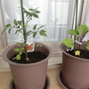 「ミニトマト」と「ナス」のベランダ栽培（その２）：順調に育ってます！