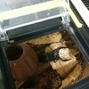 神無月の八 / 5歳児のクワガタ葬送記