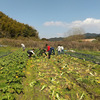 田舎は強い。