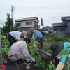 「タイタンビカスを植えよう」　を開催しました。