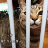デート中に鉢合わせ！...な愛猫たち。