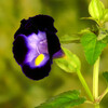 トレニア花の紫外と赤外写真