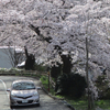 今日はお花見