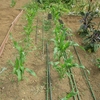 5月末の菜園　（夏の装いまであと少し）