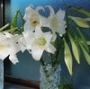 白い大きなユリの花