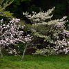 初夏の桜