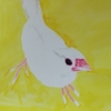 白文鳥の個性を描けるのか？