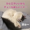 ナユちゃん(猫) セカンドオピニオン？