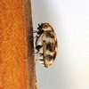 カツオブシムシが一匹いたら早めに駆除が必要な理由とは