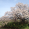 今日は満開でしたー浅井の１本桜！お見事です