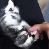 泥だらけだった子猫 5