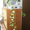 観葉植物のポトスは育てやすくて魔太郎Gちゃんの癒やしです
