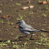 地面を歩き回る白と黒の鳥　ハクセキレイ