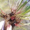 サラセニアの植え替え終わり！