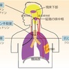 フスコデ配合錠の中身