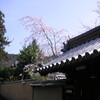 桜開花・東山界隈