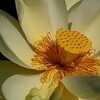 暑さボケ・・
