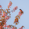 ヒマラヤ桜に紅いサンショウクイ