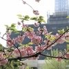 まんぼぅくん、隅田公園の八重桜　その12