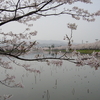 【新潟上越】高田公園の桜