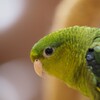 猛暑のサザナミインコ