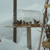 野鳥の食卓