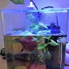 【熱帯魚】千夜的ベタの飼い方総まとめ【ペット】