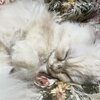 【拡散お願いしますにゃ】　FIP(猫伝染性腹膜炎)のレオちゃんを応援するプロジェクト2