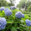 護摩堂山「あじさい園」までプチ登山