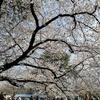 桜まつり～板橋教育科学館