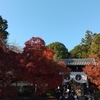 京都(長岡京市)の紅葉を見に行く