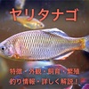 ヤリタナゴの特徴・外観・飼育・繁殖・釣り情報を詳しく解説！