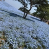 ひたち海浜公園