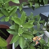 【ガーデニング】【家庭菜園】金柑に蕾が付きました✨