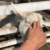 お久しぶりーふ