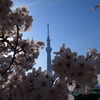 今日も隅田川の桜とスカイツリーを撮ってみた