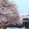 長野電鉄村山橋周辺の桜