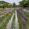 菖蒲か綺麗でした